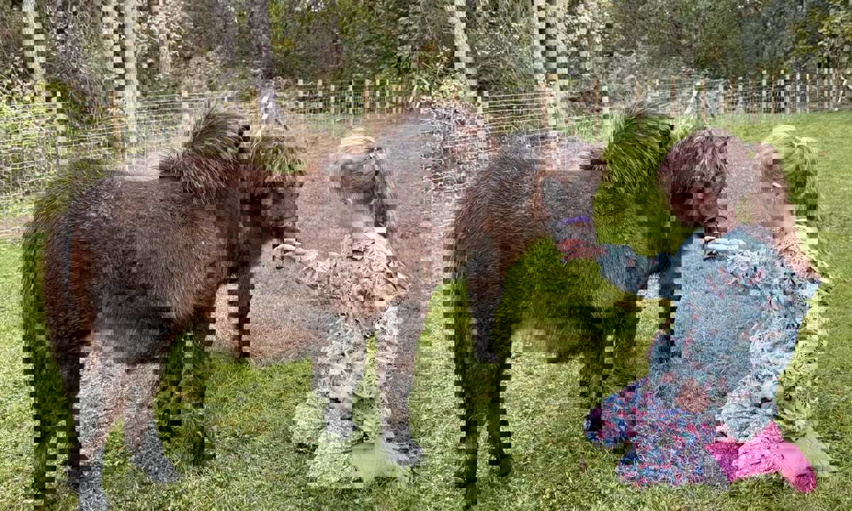 Shetland Ponies