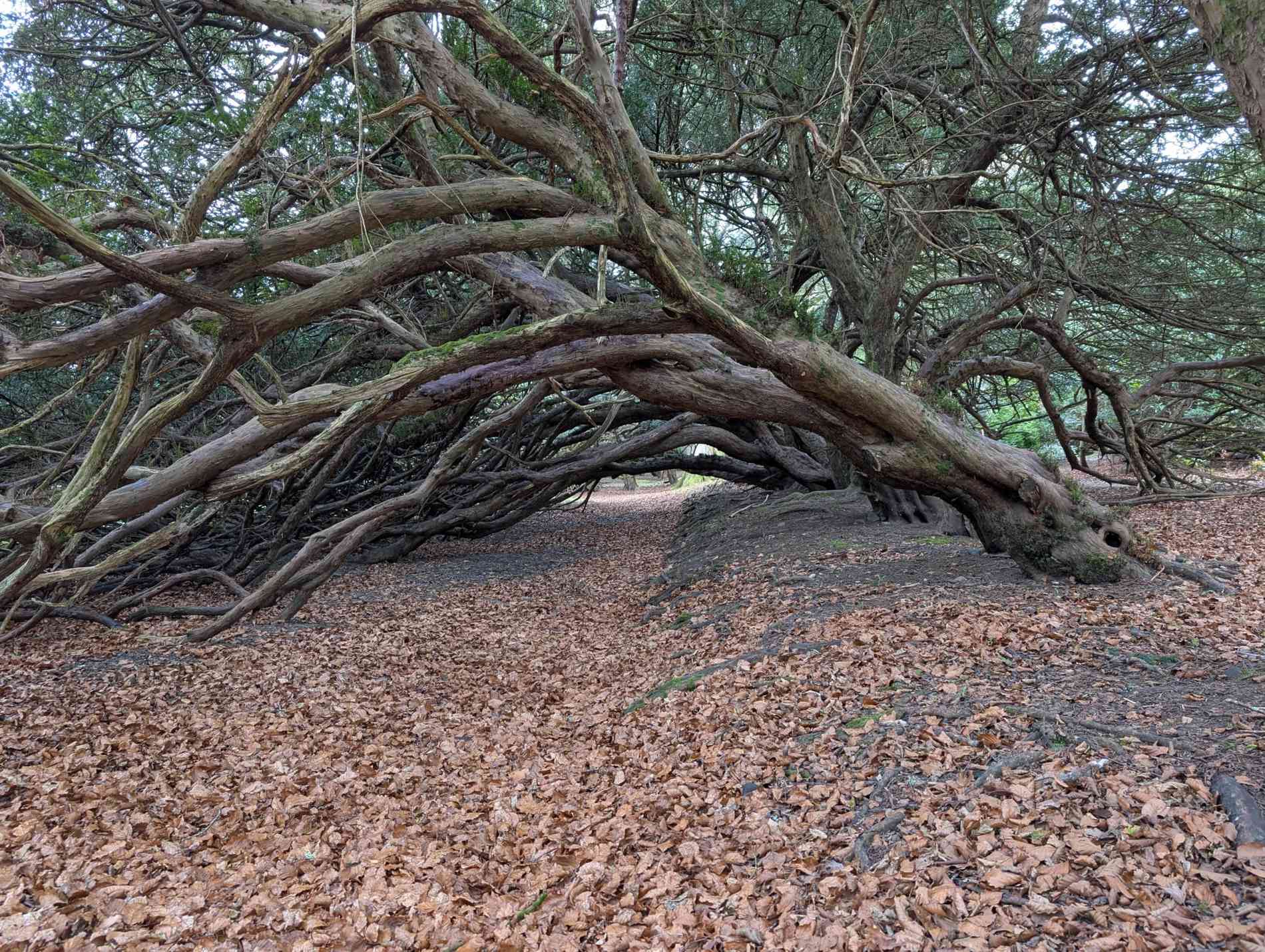 Trees